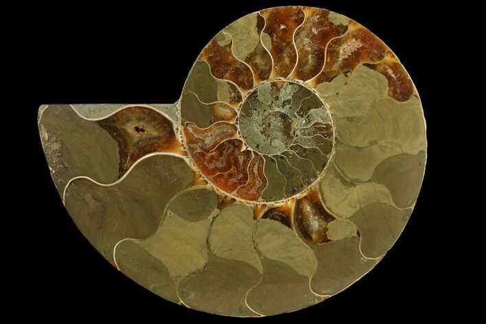 Bargain, Agatized Ammonite Fossil (Half) - Madagascar #111519